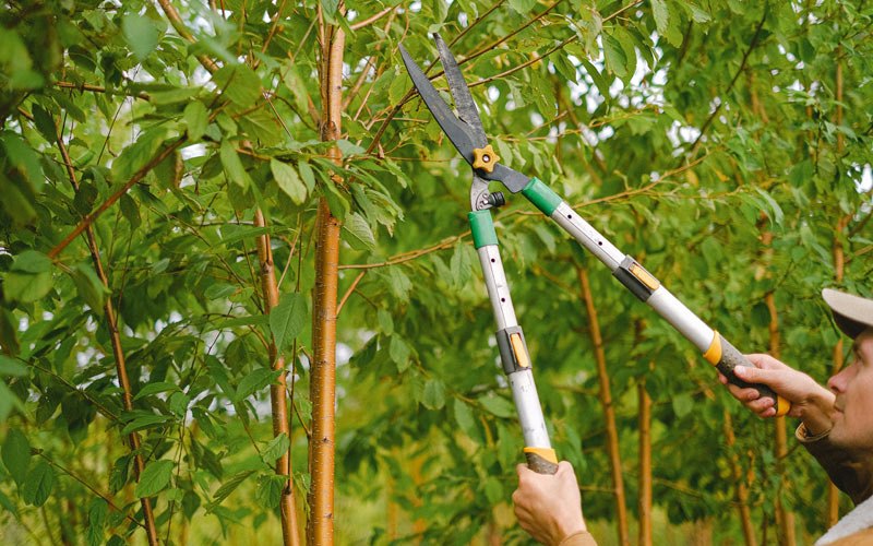 Tree trimming in Merom, IN